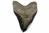 Serrated, Fossil Megalodon Tooth - Collector Quality #119383-1